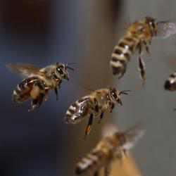 Bienen im Flug fotografiert