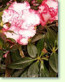 Rhododendron (Azalee)