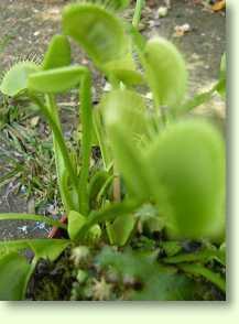 Dionaea muscipula, Venusfliegenfalle