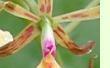 Cattleya stamford