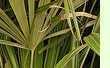 Rhapidophyllum hystrix - Nadelpalme
