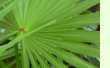 Serenoa repens green - grüne Sägepalme