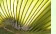 Washingtonia robusta - Petticoat Palme