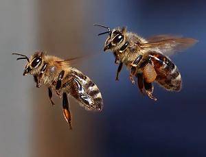 Westliche Honigbienen Apis mellifera)