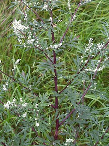 Beifuß, Artemisia vulgaris