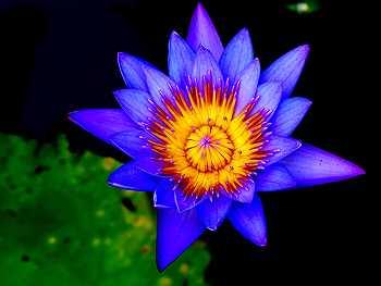 Blauer Lotus, eine Wasserpflanze