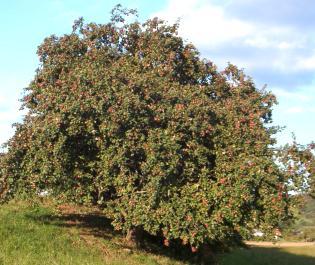 Apfelbaum Hochstamm