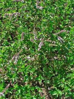 Mentha spicata var. crispa