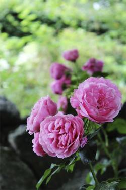 Rosen als Grabbepflanzung