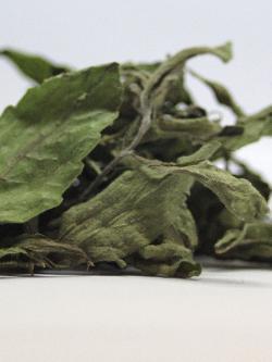 Stevia Pflanze getrocknet