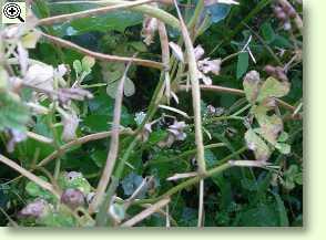 Bockshornklee - Trigonella foenum-graecum L.