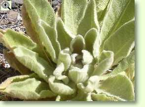 Verbascum thapsus, Kleinblütige Königskerze