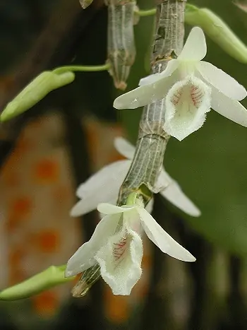 Dendrobium cretaceum