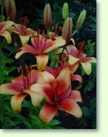 Lilien Pflege Pflanzenfreunde