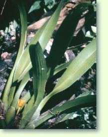 Maxillaria discolor