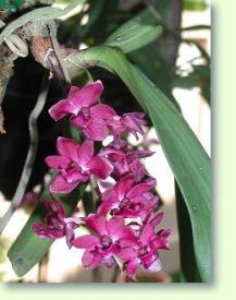 Rhynchostylis Orchidee