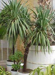 Palmlilie: Yucca gloriosa