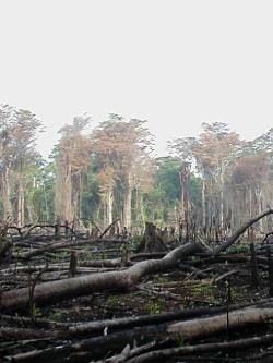 abgebrannter Urwald in Mexiko