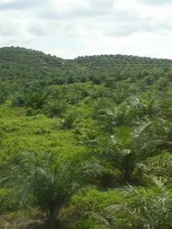 junge Palmölplantage