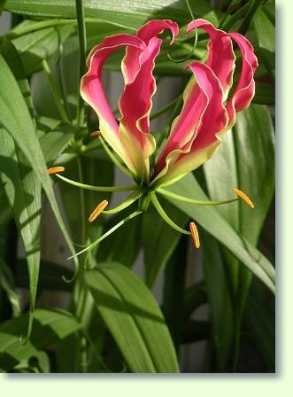 Ruhmeskrone (Gloriosa superba) richtig pflegen - Pflanzenfreunde.com