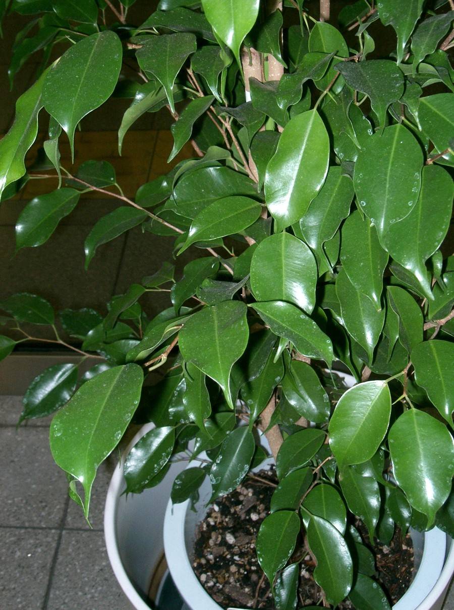 Ficus benjamina richtig pflegen ∼ Pflanzenfreunde.com