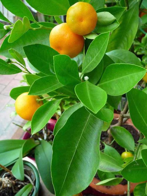 Mandarinen richtig pflegen - Pflanzenfreunde.com