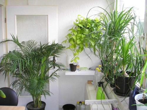 Pflanzen im Schlafzimmer - Pflanzenfreunde