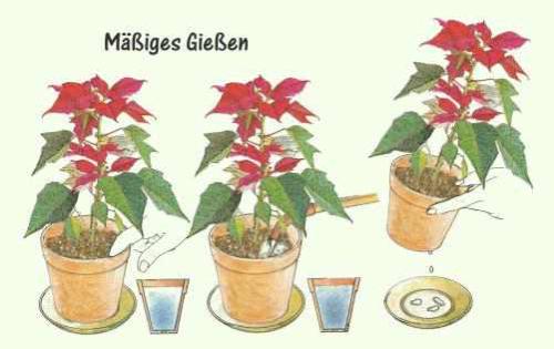 Weihnachtsstern pflanzen, Pflege & vermehren
