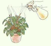 Luftfeuchtigkeit für Zimmerpflanzen - Pflanzenfreunde