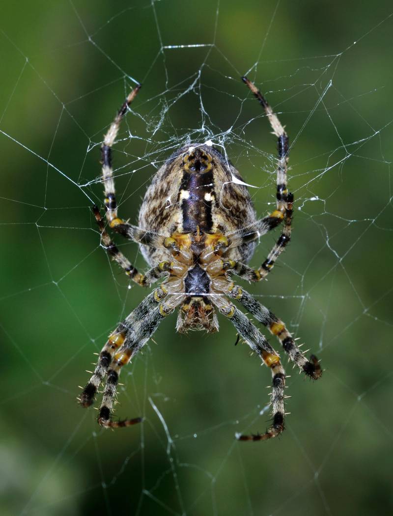 Spinnen – Nützliche Insektenjäger im Garten - Pflanzenfreunde