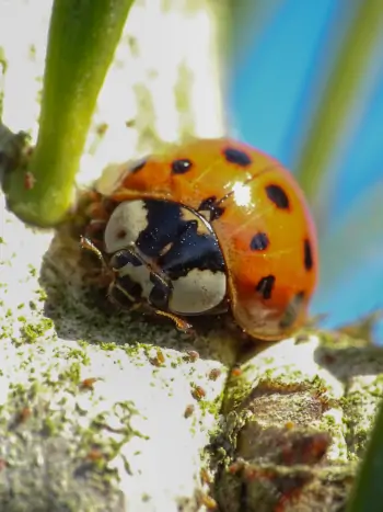 Balkontür mit Fliegengitter - Zum vergrößern klicken Balkontür mit Fliegengitter