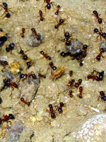 Natürliche Ameisenbekämpfung - Zum vergrößern klicken Natürliche Ameisenbekämpfung