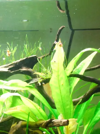 Ohne ausreichend Licht können Pflanzen keine Energie produzieren. Die Beleuchtungsstärke und -dauer sind entscheidend. - Zum vergrößern klicken Ohne ausreichend Licht können Pflanzen keine Energie produzieren. Die Beleuchtungsstärke und -dauer sind entscheidend.