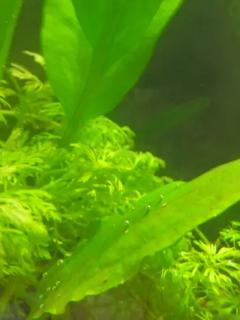 Aquarienpflanzen im Aquarium - Zum vergrößern klicken Aquarienpflanzen im Aquarium