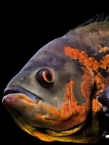 Astronotus ocellatus - Zum vergrößern klicken Astronotus ocellatus
