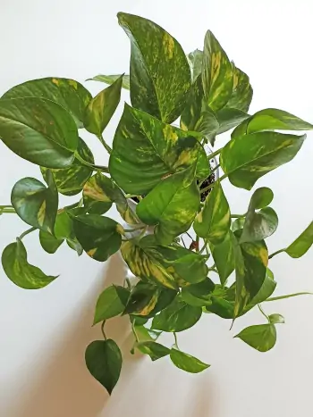 Efeutute - Zum vergrößern klicken Efeutute