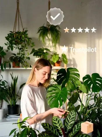 Mit den richtigen Shops und etwas Wissen entsteht schnell eine prächtige grüne Wohlfühloase zu Hause. - Zum vergrößern klicken Glückliche Frau in einer wunderschönen grünen Zimmerpflanzen-Oase – erfolgreicher smarter Online-Pflanzenkauf mit gesunden, üppigen Pflanzen