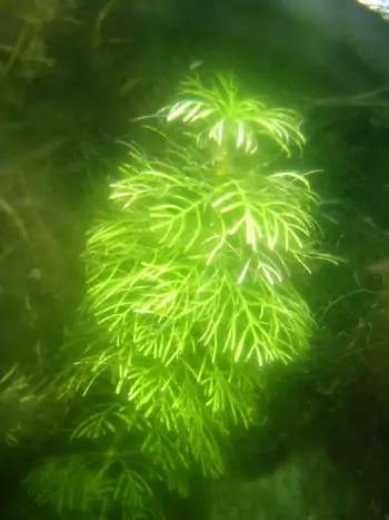 Limnophila sessiliflora - Zum vergrößern klicken Limnophila sessiliflora