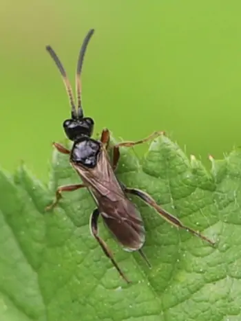 Schlupfwespen zur Schädlingsbekämpfung - Zum vergrößern klicken Schlupfwespen zur Schädlingsbekämpfung