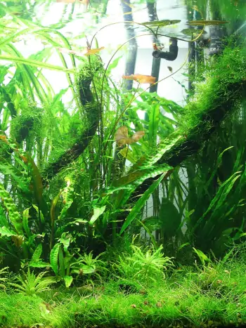 Cryptocoryne species - Zum vergrößern klicken Cryptocoryne species