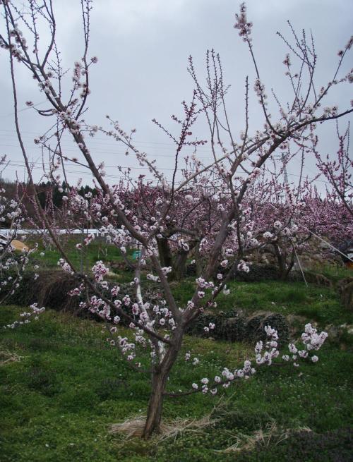 Aprikosenbaum- Anbau und Pflege - Pflanzenfreunde.com