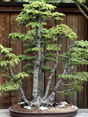 Zeder als Bonsai getrimmt - Zum vergrößern klicken Zeder als Bonsai getrimmt