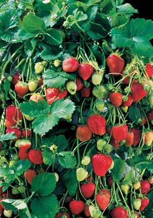 Klettererdbeeren befestigen - Pflanzenfreunde.com
