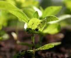 Kategorie Naturdünger (Amazon)