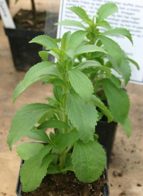 Stevia Pflanze pflegen - Pflanzenfreunde