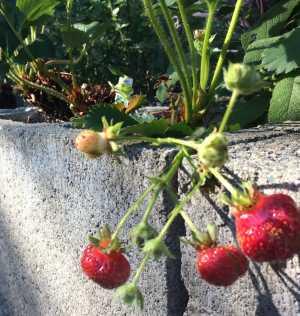 Beerensträucher und Erdbeeren im Hochbeet - Pflanzenfreunde