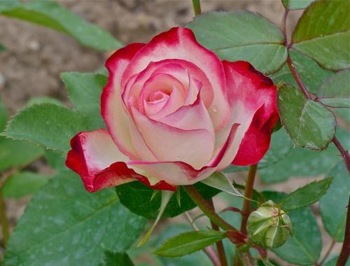 Blütezeiten und Blühdauer der Rosen - Pflanzenfreunde