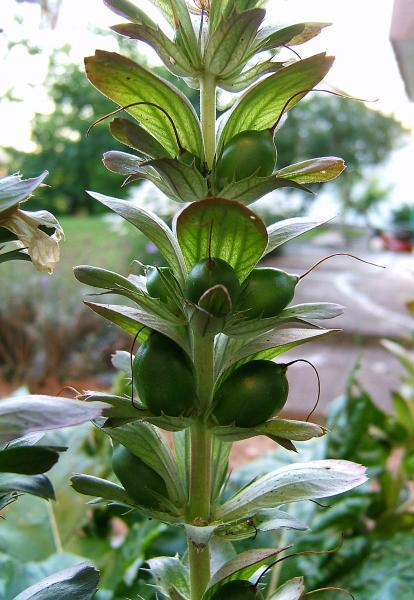 Akanthus - Heilpflanze der Volksmedizin