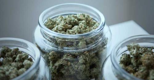 Cannabis selbst anbauen: Hanfpflanzen erfordern einiges an Aufwand