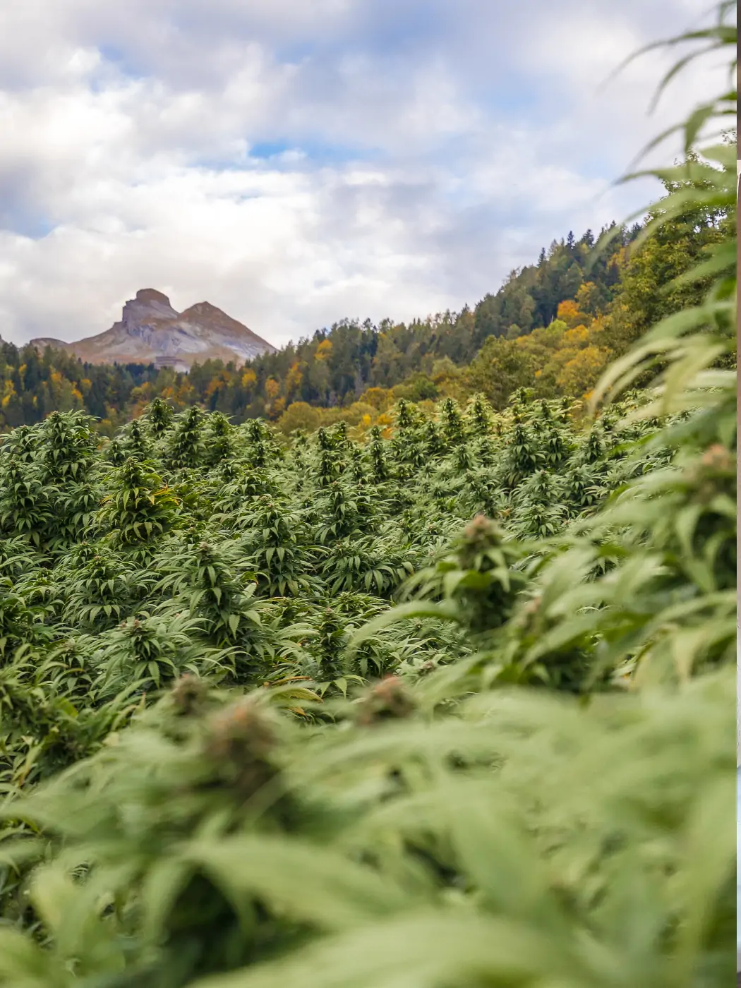 CBD Hanf in der Schweiz - Zum vergrößern klicken CBD Hanf in der Schweiz